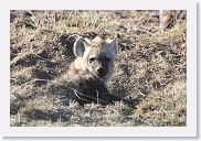 15SerengetiAMGameDrive - 04 * Spotted Hyaena pup.